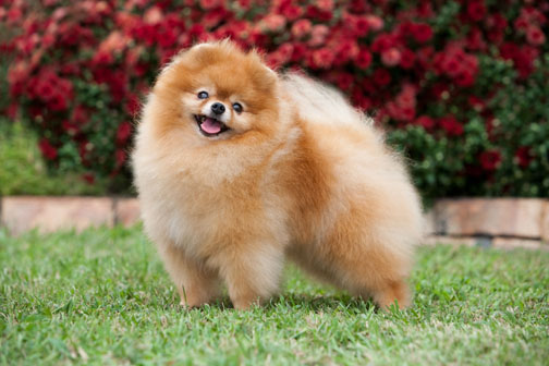 Show quality best sale pomeranian